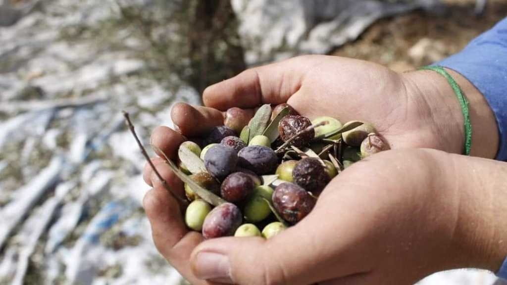 قطاف الزيتون في الخيام